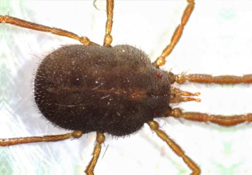 Erythraeus cinereus